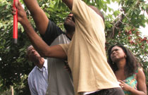 Gallery image from movie. People picking cherries from a cherry tree.