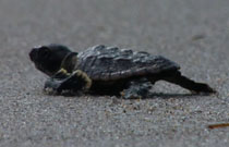 A baby sea turtle heads for the ocean.